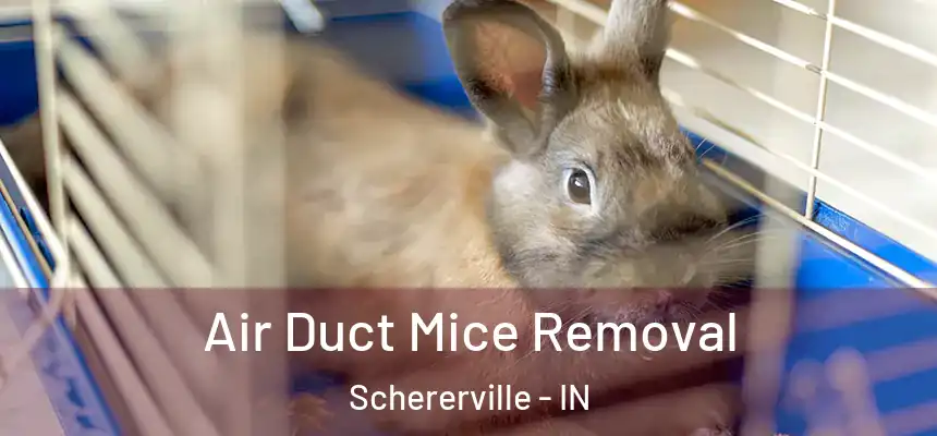  Air Duct Mice Removal Schererville - IN